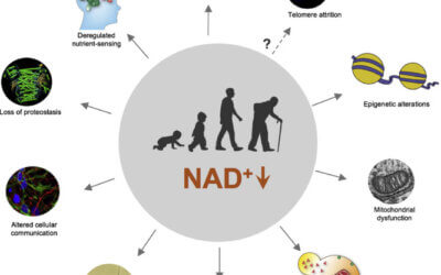 What is NAD+?