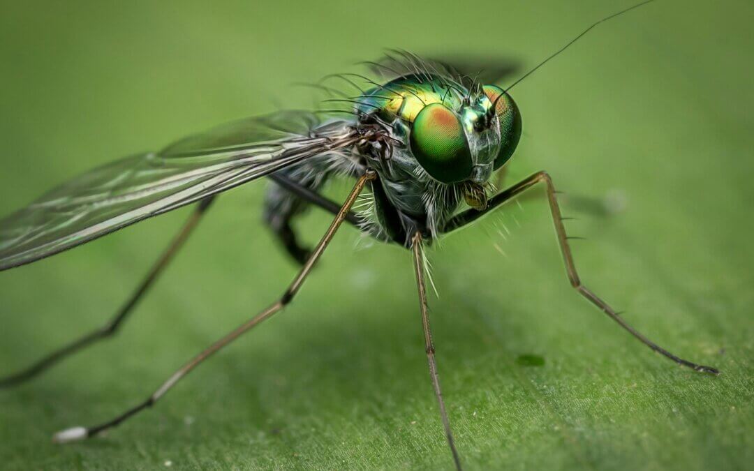 How to Deal with Warm-Weather Bug Bites